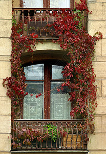 横交亚麻窗户植物玻璃城市建筑背景图片