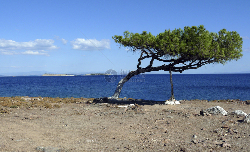 孤单的树在海边图片