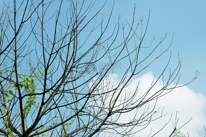 秋季树枝分支机构木头天空公园蓝色植物树干枝条树叶季节图片