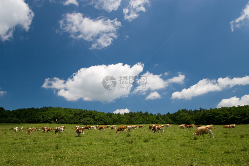 在绿草地上的牛国家牧场环境天堂植物全景农场哺乳动物天空绿地图片