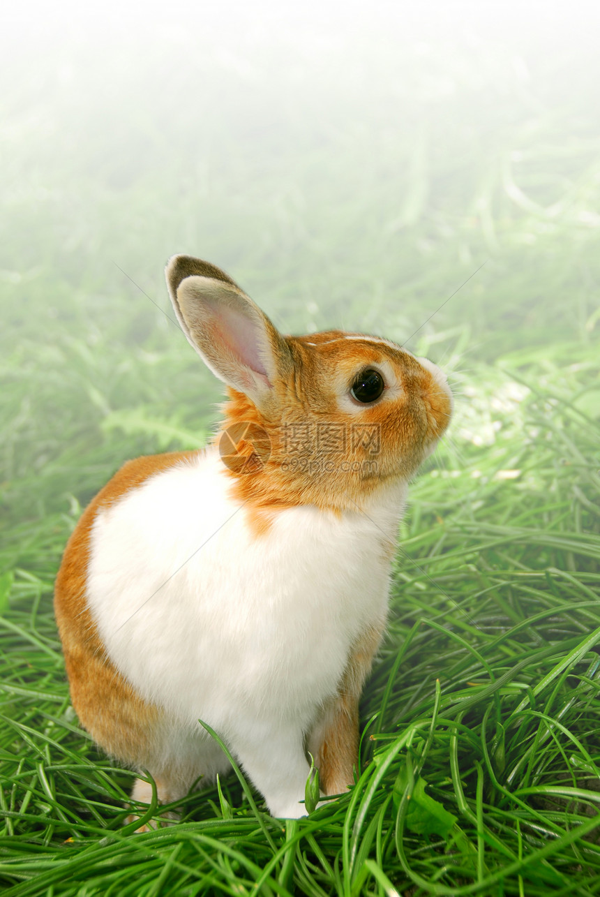 复活节兔子褪色宠物毛皮棕色白色红色动物绿色耳朵图片