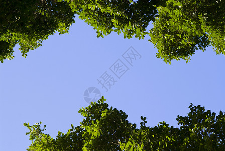 树叶框架蓝色花园叶子森林天空绿色背景图片
