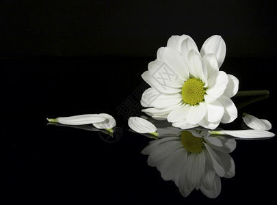 菊花白色花园背景图片