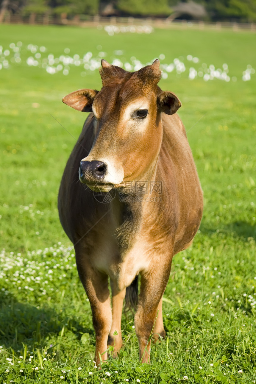 牛动物记号草地配种奶牛农场牧场图片
