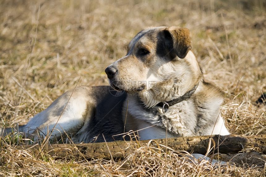 狗躺在草地上木头宠物小狗猎犬图片