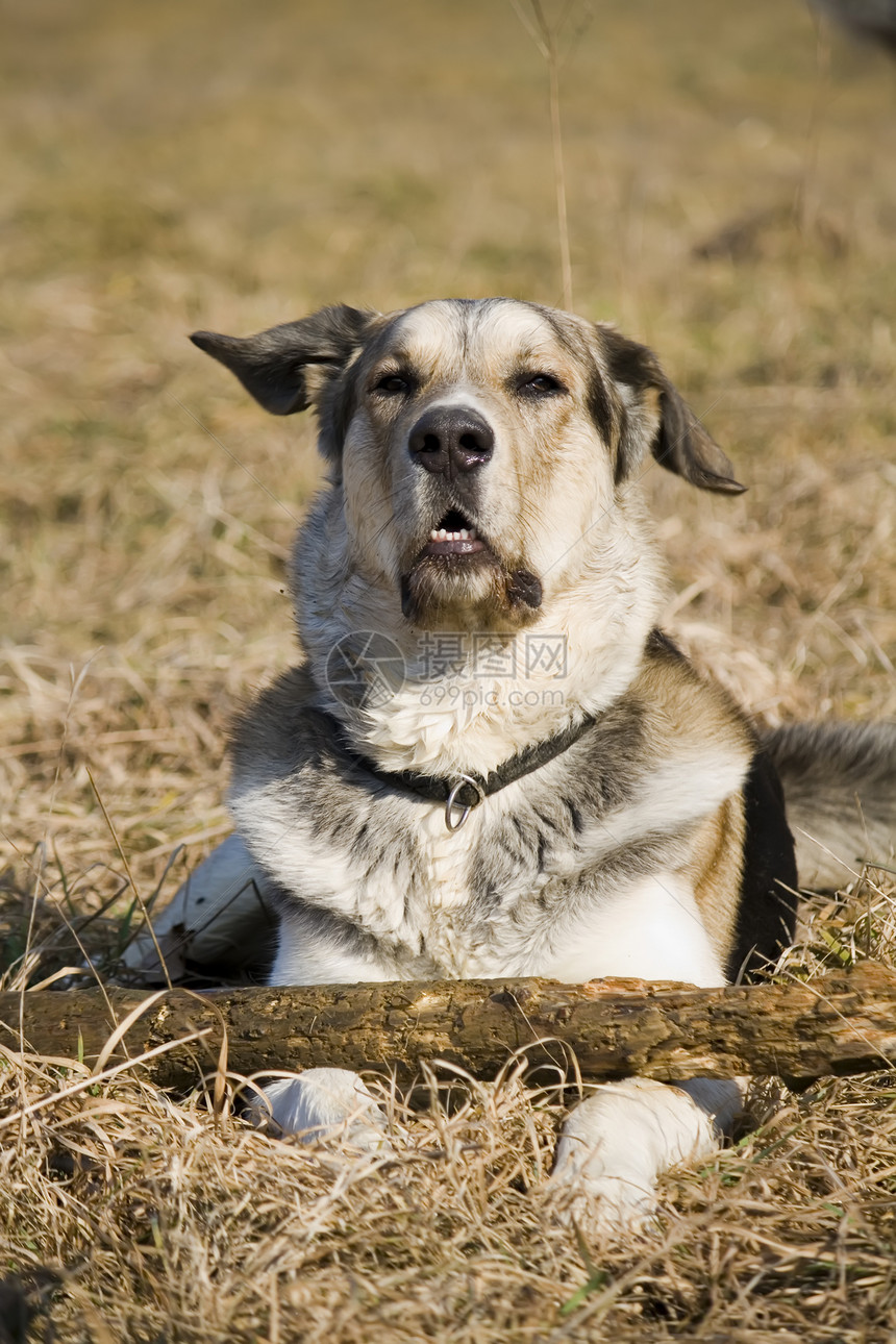 狗躺在草地上猎犬小狗木头宠物图片