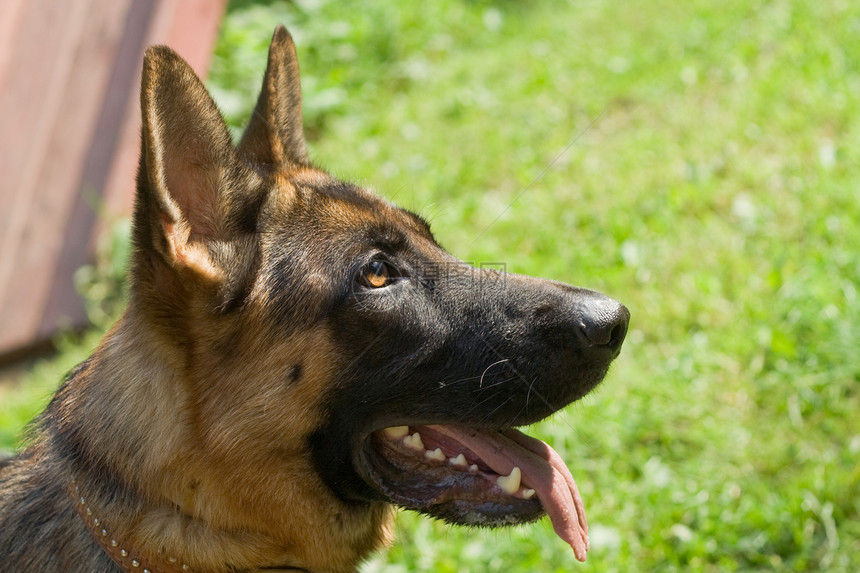 德国牧羊人活动牙齿鼻子牧羊犬乐趣粉色舌头训练绿色猎犬图片