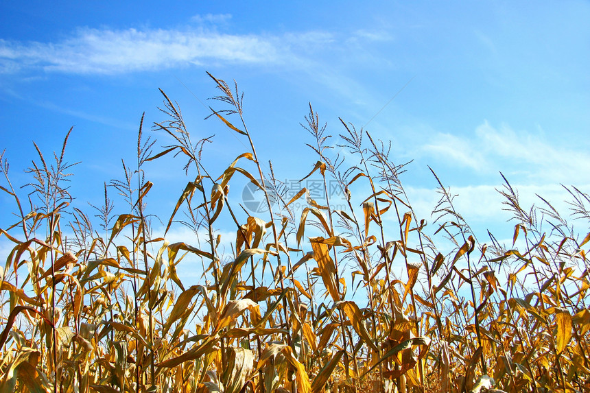 秋季玉米图片