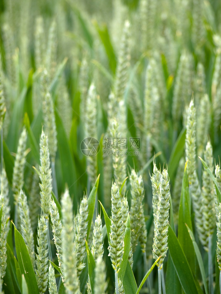 青小麦田植物草本植物谷物环境食物生长耳朵季节收成面包图片