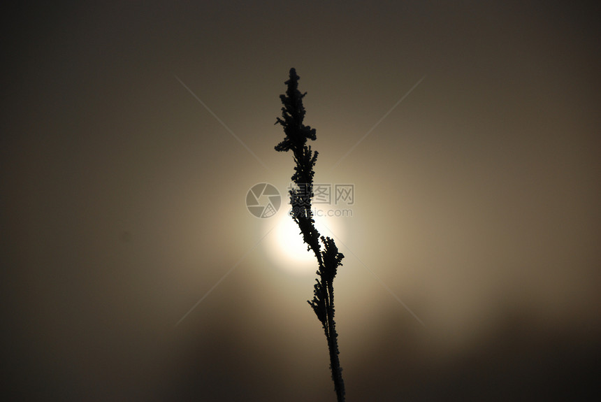 细草薄雾黑色棕色日落太阳图片