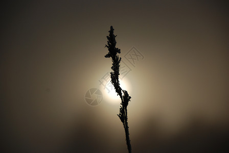 细草薄雾黑色棕色日落太阳背景图片