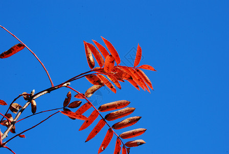 秋季红色天空叶子背景图片