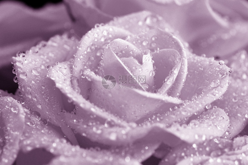 玫瑰蓝色紫色图片
