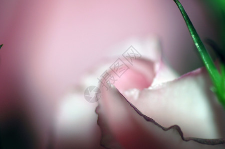 玫瑰粉色绿色背景图片