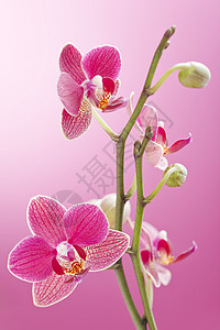 兰花花店粉色植物群繁荣植物花杯背景图片