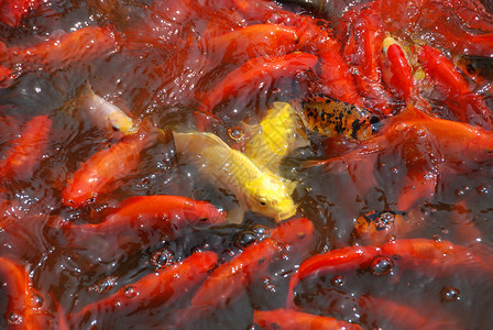 鱼黄色金鱼背景图片
