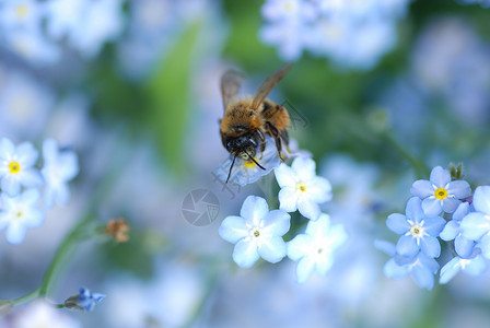 蜜蜂绿色蓝色背景图片