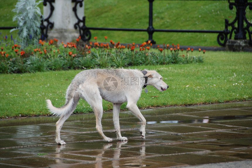 湿狗动物灰色绿色棕色公园图片