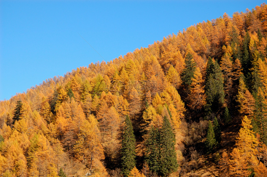 林中秋树自然风景天空旅行树木场景森林旅游蓝色季节图片