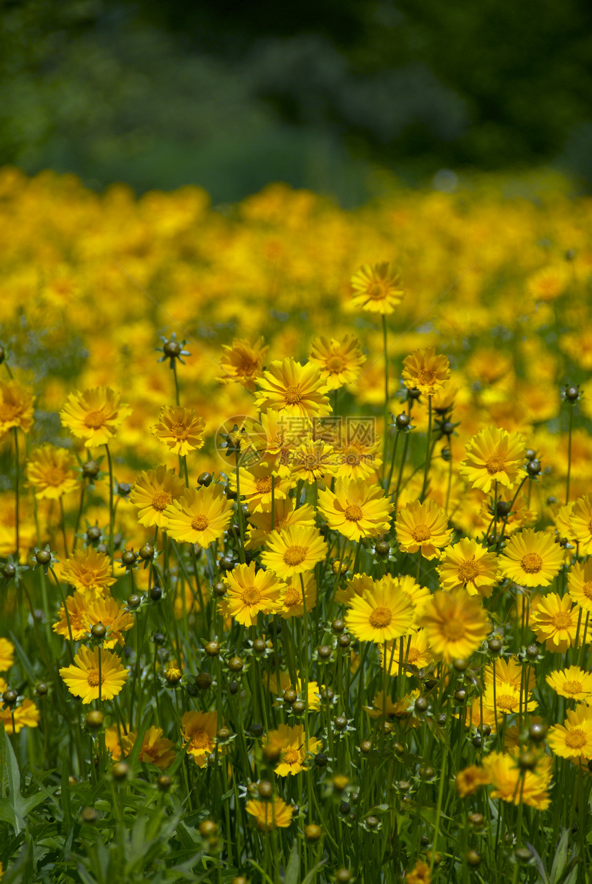 黄黄野生鲜花蓝色植物紫色场地院子草地天空杂草红色花园图片