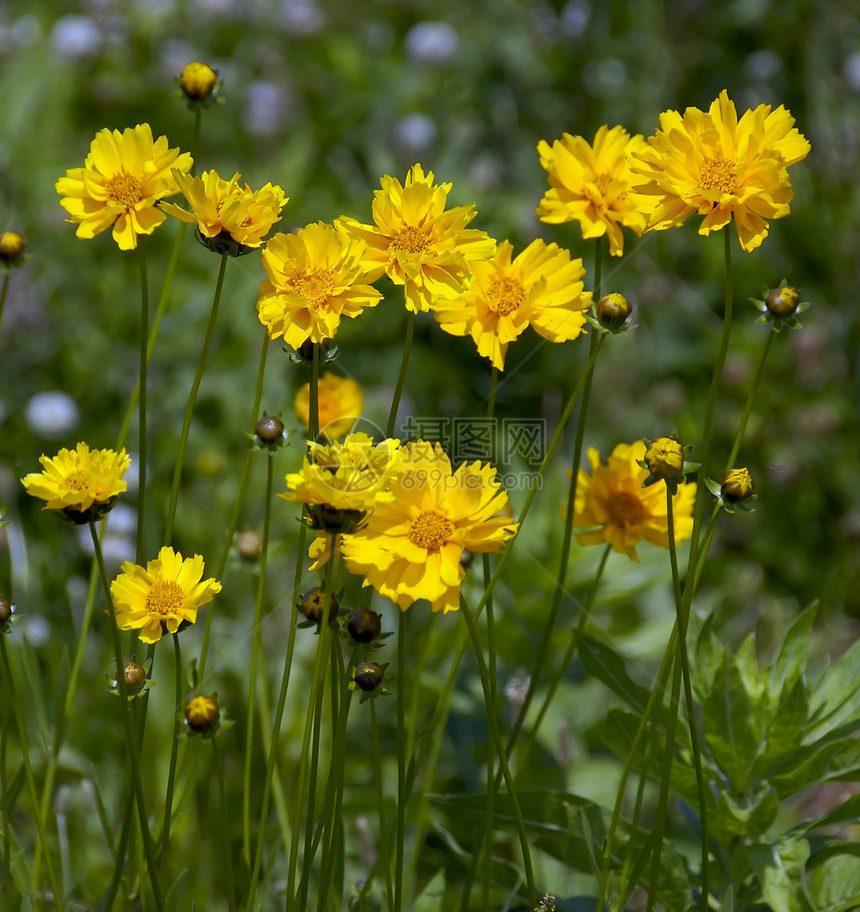 黄黄野生鲜花草地花园植物雏菊院子绿色杂草树叶场地荒野图片