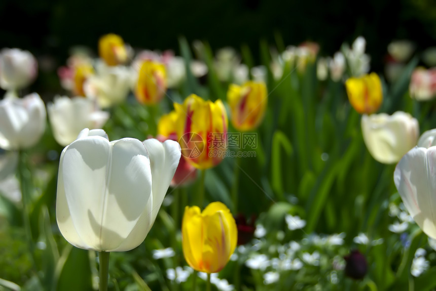 图利普花园植物黄色院子粉色场地生长绿色白色郁金香图片
