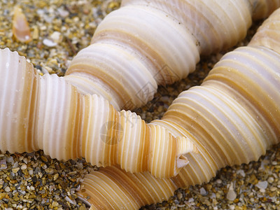 螺壳贝壳动物蜗牛背景图片
