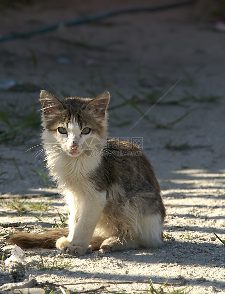 孤单的小猫咪图片