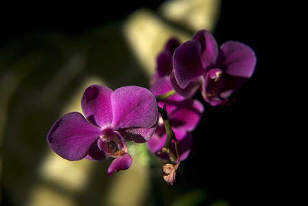 紫色兰花在日光下背景图片
