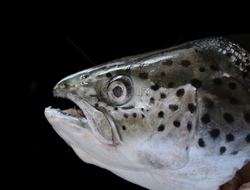 鲑鱼头海水钓鱼海洋运动海鲜食物黑色眼睛图片