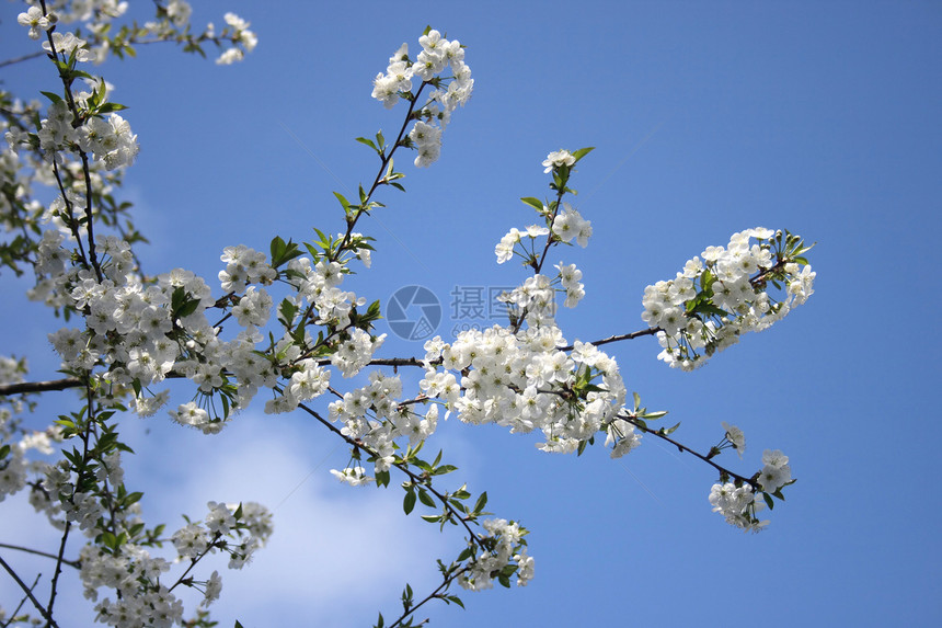 樱花花花朵植物学绿色季节树木蓝色白色生长香气植物图片