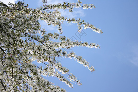 樱花花果园团体水果卡片天空生活问候语太阳植物花瓣背景图片