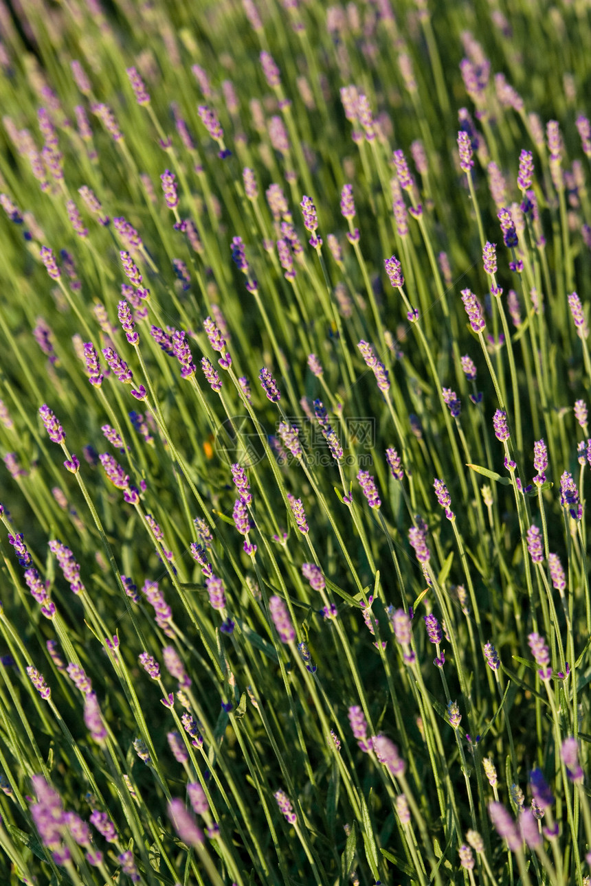 百合花香水植物群薰衣草农业植物学香味种植园紫色植物旅行图片