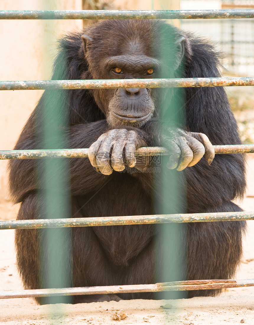 动物园的大猩猩酒吧卷尾环境黑猩猩学期丛林城市孤独生气灵长类图片