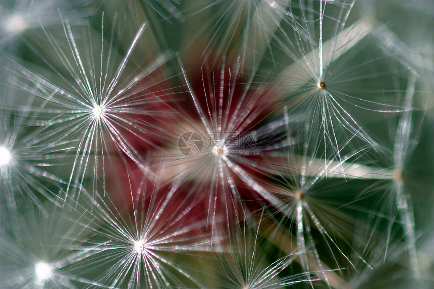 Dandelion 种子头脆弱性生物学杂草雌蕊羽毛柔软度生育力生活花园植物学图片