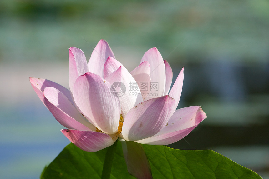 莲花花园荷花池塘植物群粉色图片