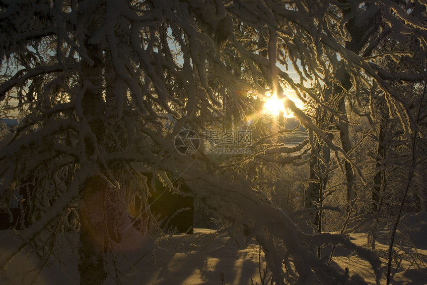 冬天的阳光树木图片