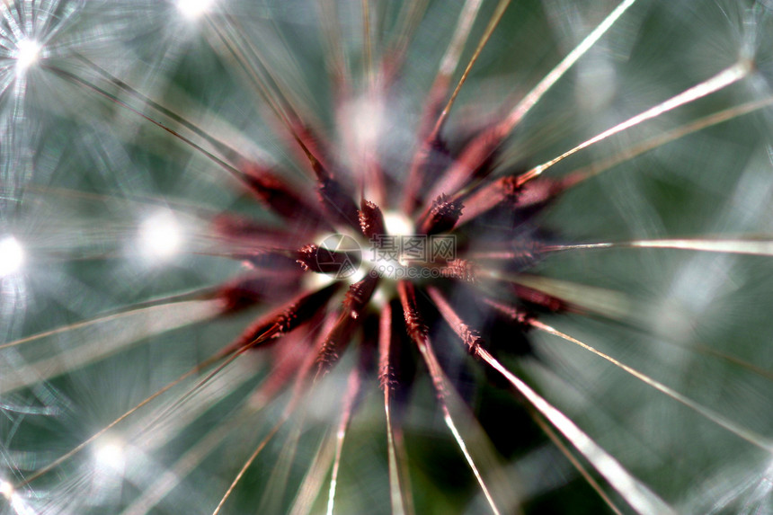 Dandelion 种子头生物学宏观羽毛后代植物草本植物生长植物群雌蕊生活图片