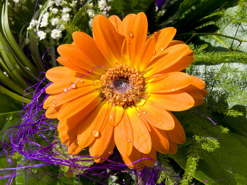 雪花花植物学橙子绿色植物生长雏菊花园叶子花瓣花店图片