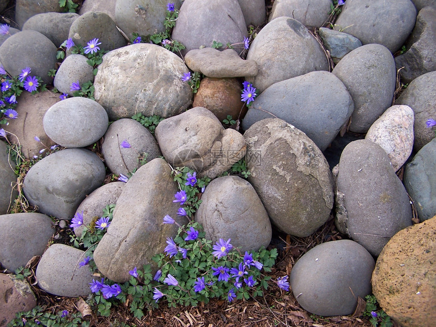 有花的岩石石头假山紫色植物花朵图片