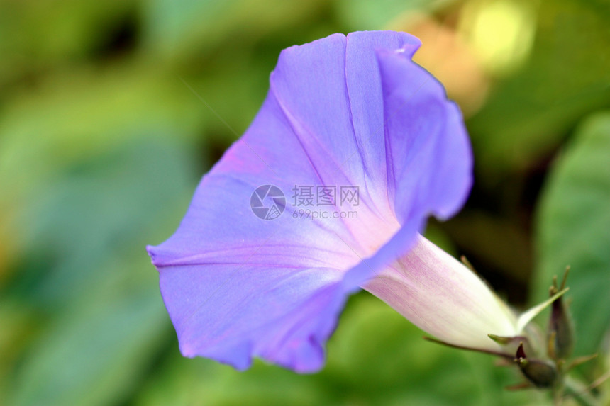 紫色早晨光耀植物白色植物群蓝色宏观绿色荣耀花朵藤蔓花粉图片