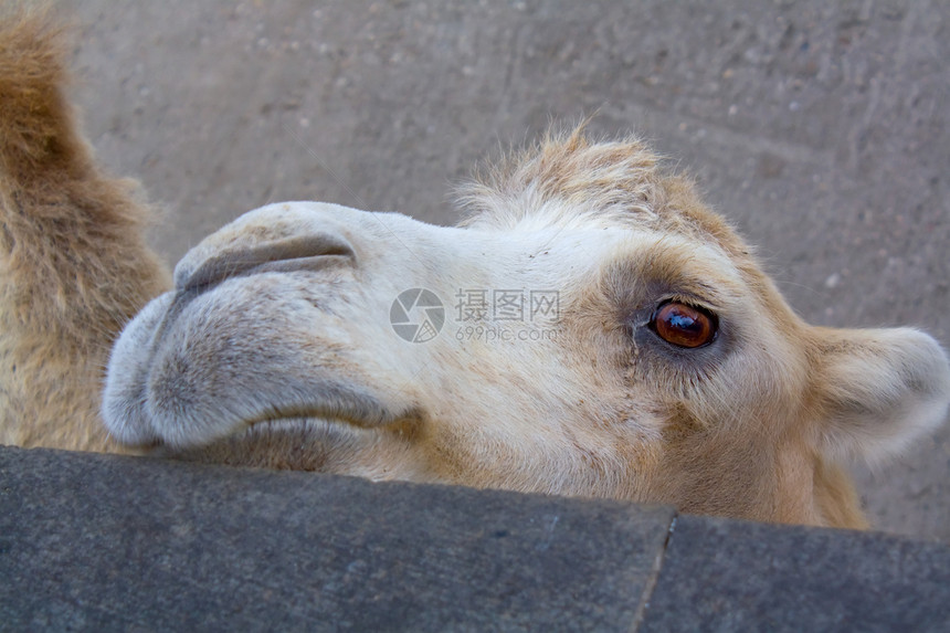 骆驼动物眼睛动物园耳朵哺乳动物鼻子图片