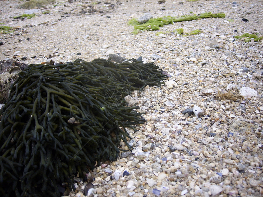 海草在沙滩上卵石海滩图片