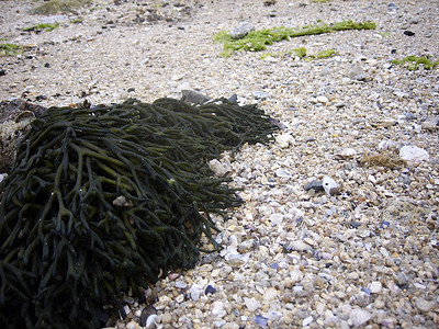 海草在沙滩上卵石海滩背景图片