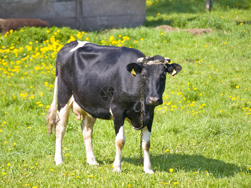 奶牛白色黑色草地动物农业乡村农场场地牛肉奶制品图片
