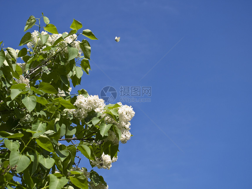 和蝴蝶花瓣叶子季节绿色蓝色天空植物学季节性衬套芳香图片