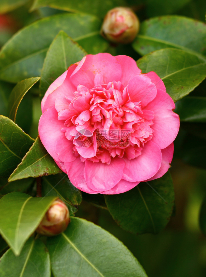 菊花花瓣花园花蕾植物群粉色园丁植物花头衬套图片