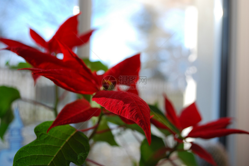 圣诞星红色植物群绿色星星花园叶子季节树叶图片