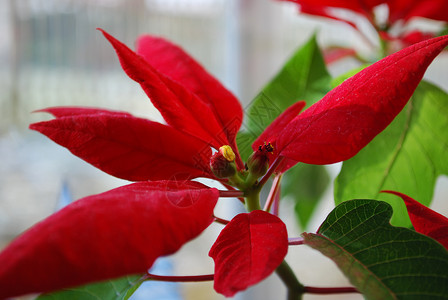 圣诞星季节植物群树叶花园绿色红色星星叶子背景图片
