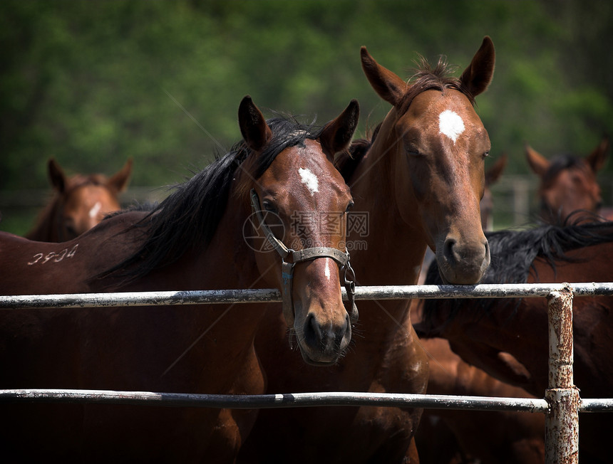 马匹的肖像小马乡村骑术国家天空农场鬃毛棕色农村马术图片